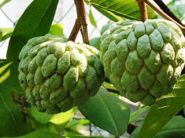 Экзотические фрукты и овощи - Custard apple