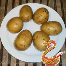 Potato pancakes Russian bliny